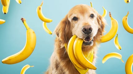 ¿Los perros pueden comer plátano?