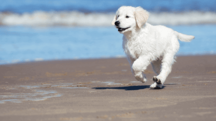 Fröhliches Toben am Strand.
