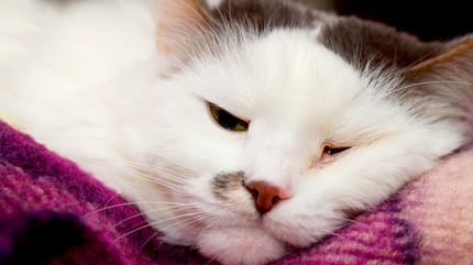 Gatto apatico malato