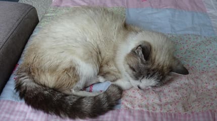 Katzen-Omi Leyla schläft.
