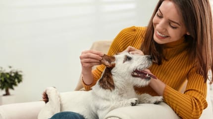 Girl with Jack Russell petting ears