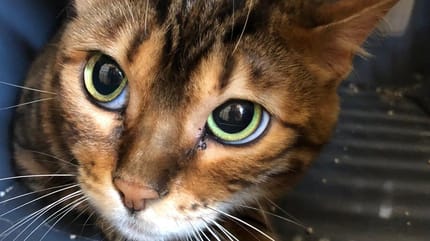 Eine der ausgesetzten Bengalkatzen-