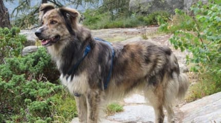 cane da pastore biellese oropa