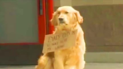 Golden Retriever mit Schild um den Hals