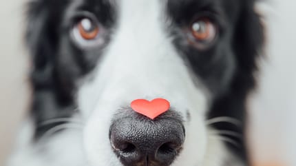 Cane con cuore di carta sul naso