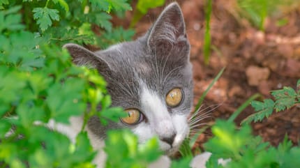 gato en un jardin lleno de perejil