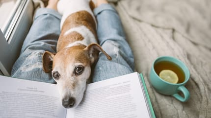 Cane disteso sulle gambe del padrone