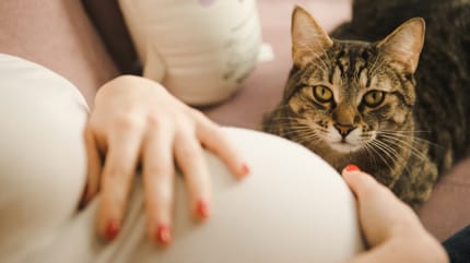 Gatto con padrona incinta