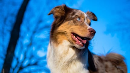 Hund in der Dämmerung