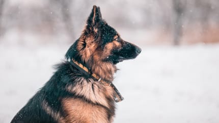 Der Schäferhund wartet geduldig im Schnee