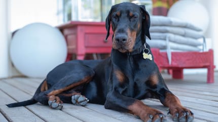 Dobermannsi riposa nel terrazzo di casa