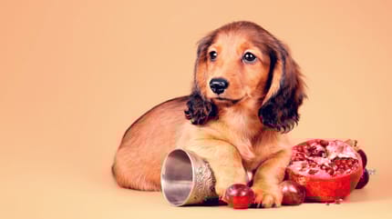 los perros pueden comer granada