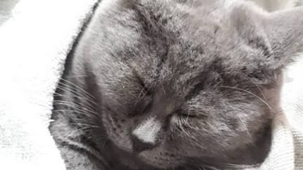 Schwarze Katze schläft