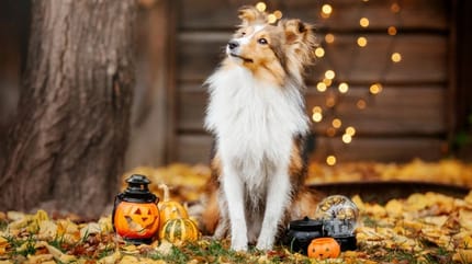 Shetland dog with pumpkins