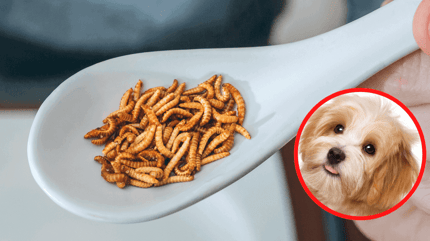 Hund sieht Käfer an