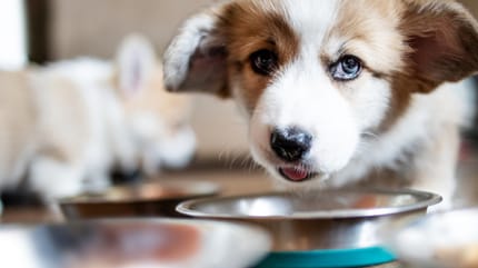 cucciolo di cane davanti la scodella