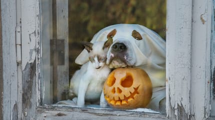 el peligro de celebrar Halloween perro y gato
