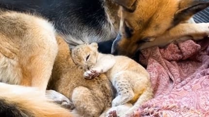German Shepherd with cub lion