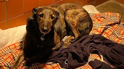 Hund liegt in Zwinger auf Pulli