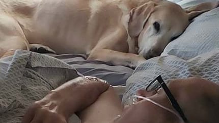 pies gunner leży obok swojego chorego opiekuna