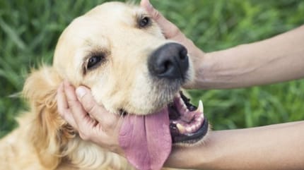 cane accarezzato