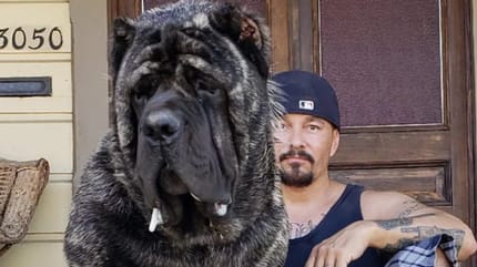 Mann neben Monster-Molosser