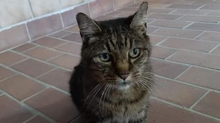 Kater Joscha