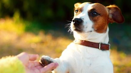 Jack Russell dog giving its paw