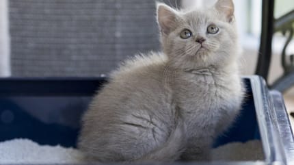 Gattino nella lettiera