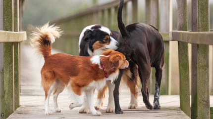 Kleiner Hund schnuppert am Intimbereich eines großen Hundes