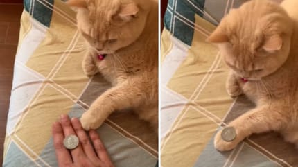 Ginger cat learning coin trick
