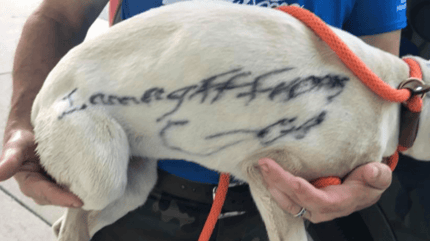 Un chien avec une phrase tatouée sur les poils