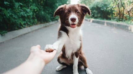 cane impara a dare la zampa