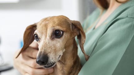 vet treating dachshund with dog stomach problems remedies