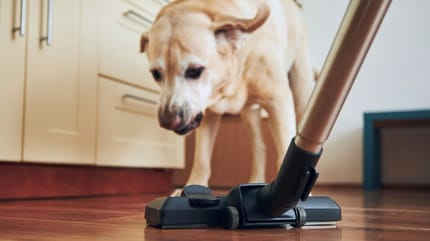 Il cane ha paura dell'aspirapolvere