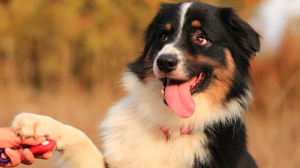 cane addestrato con condizionamento operante