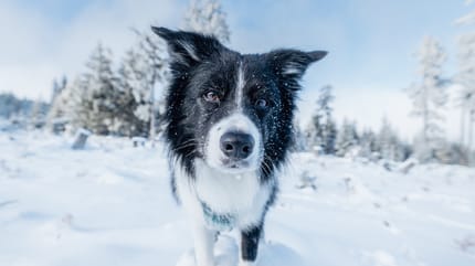 Hunde brauchen im Winter in der Regel mehr Pflege