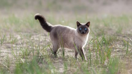 Siamkatze