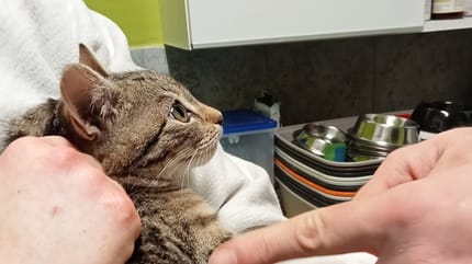 Katze auf Arm von Tierarzt