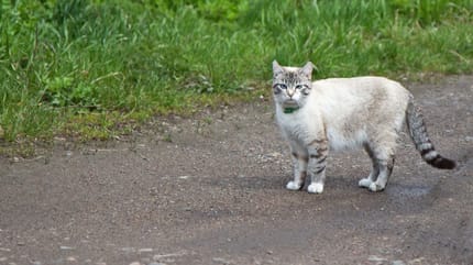 Kätzchen am Straßenrand