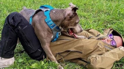 passeggiate con il cane in montagna