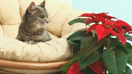 flor de Pascua es toxica para los gatos