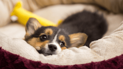 tricolour corgi puppy lying down in dog bed