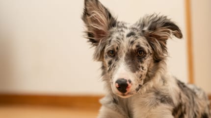 Border collie