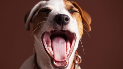 cane con bocca aperta