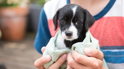 Refugio y fundación para perros en Chile