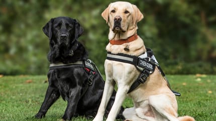 Labrador con pettorine per cani guida