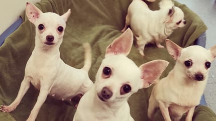 4 Chihuahuas