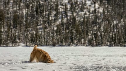 pies golden na śniegu