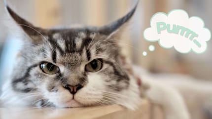 gato ronroneando con humana